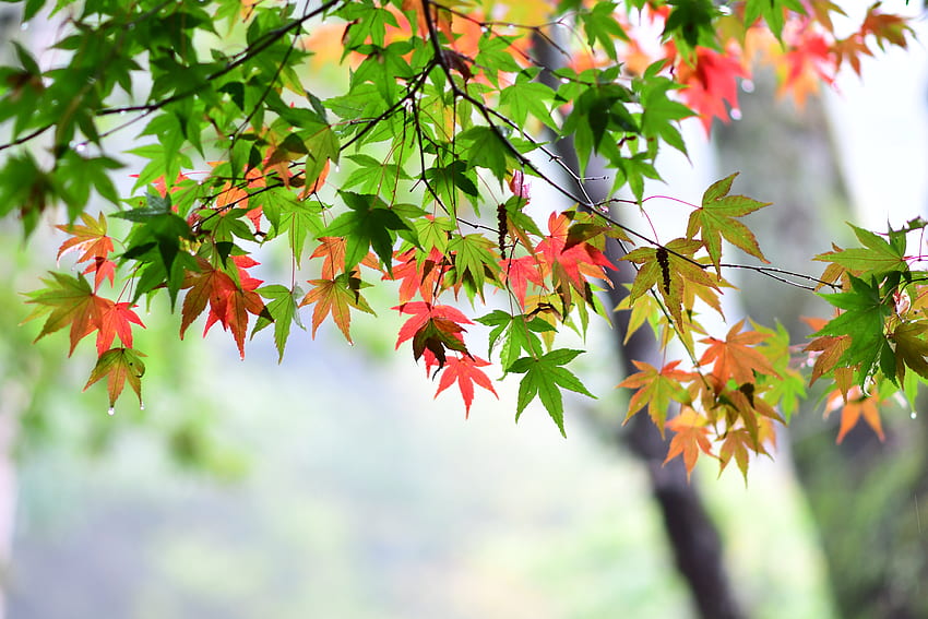 Daun maple, daun, musim semi Wallpaper HD