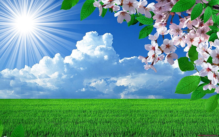 Natura Dla. Piękna przyroda wiosna, wiosenny kraj, wiosna, przyroda kwiaty Tapeta HD