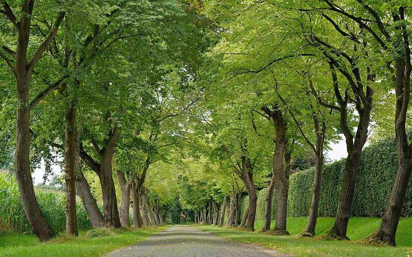 Avenida, árvores, estrada, beco papel de parede HD