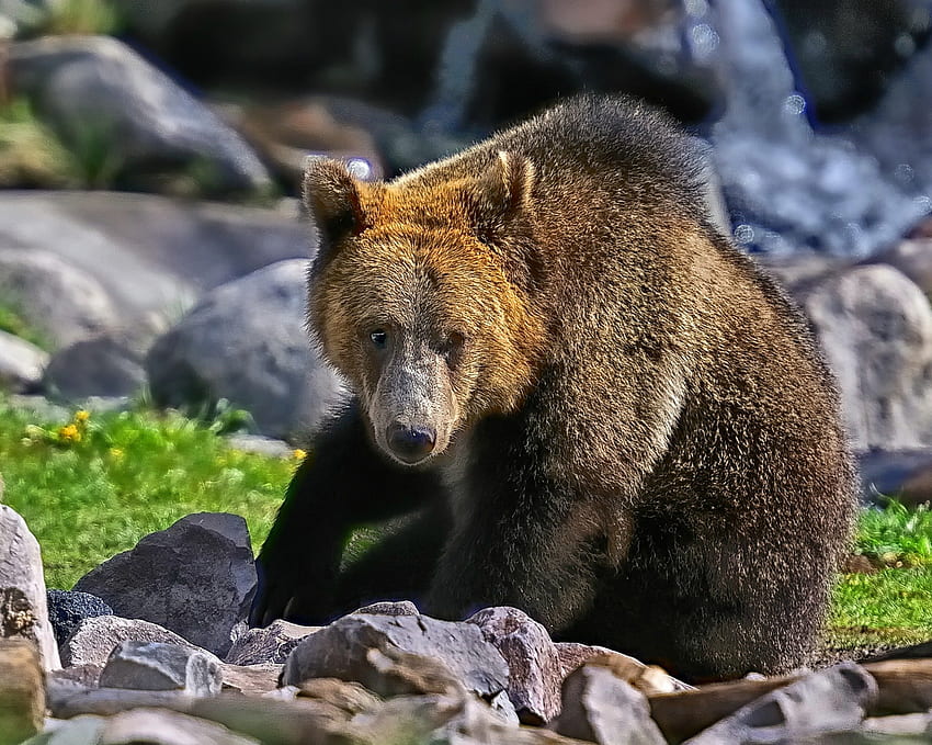 *** Beruang grizzly ***, binatang, grizzly, beruang, binatang Wallpaper HD