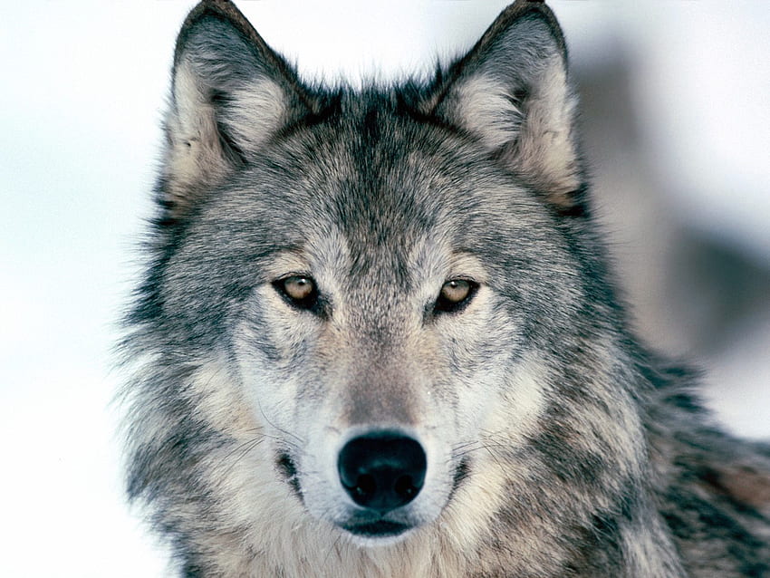 snow wolf, eyes, ears, wool, wolf, look HD wallpaper