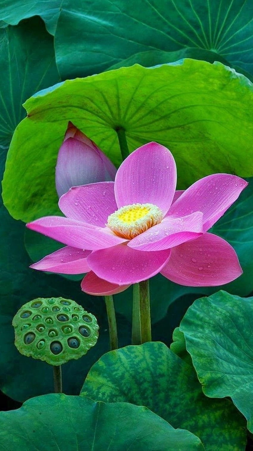 fleur de lotus, rose Fond d'écran de téléphone HD