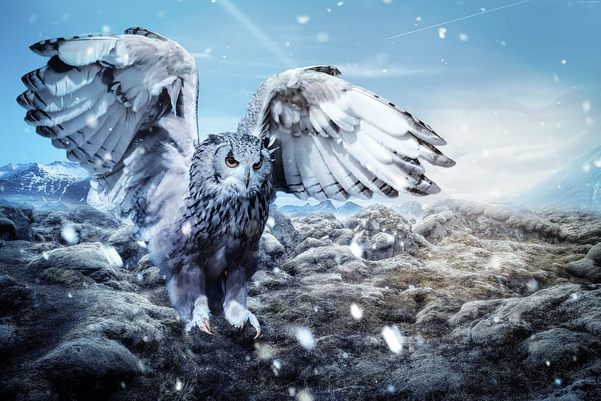 Animated Illustration Of Gray And White Owl HD wallpaper