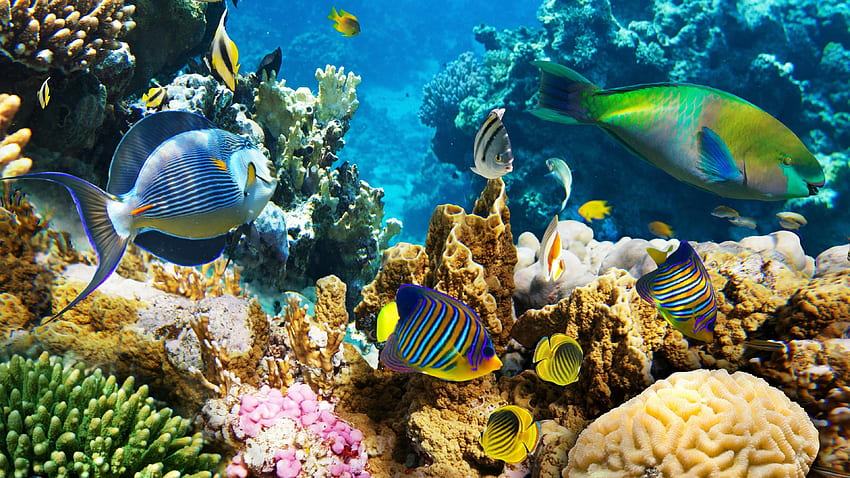Korallenriff, Korallenriff-Computer HD-Hintergrundbild