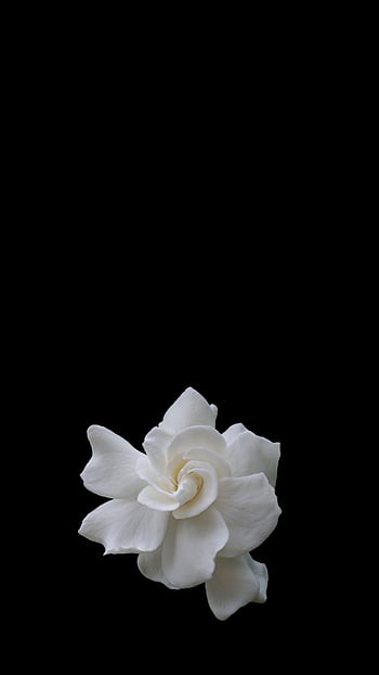 Gardenia fondo de pantalla del teléfono | Pxfuel