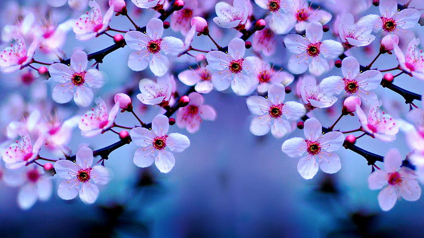 Kirschblüte 1440p Auflösung, Blumen, 2560 x 1440 Kirschblüte HD-Hintergrundbild