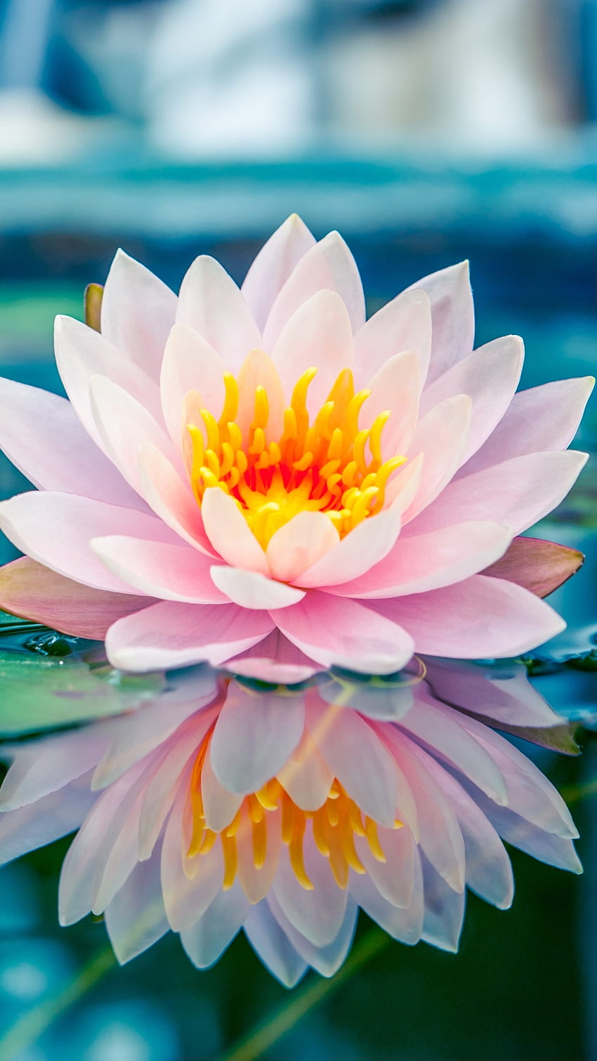 Lotusblume, Rosa, Lotus, Blume HD-Handy-Hintergrundbild