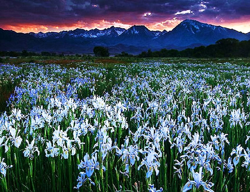 Wild iris, blue, iris, glow, flowers, wild, sunset, sierra, mountain HD wallpaper