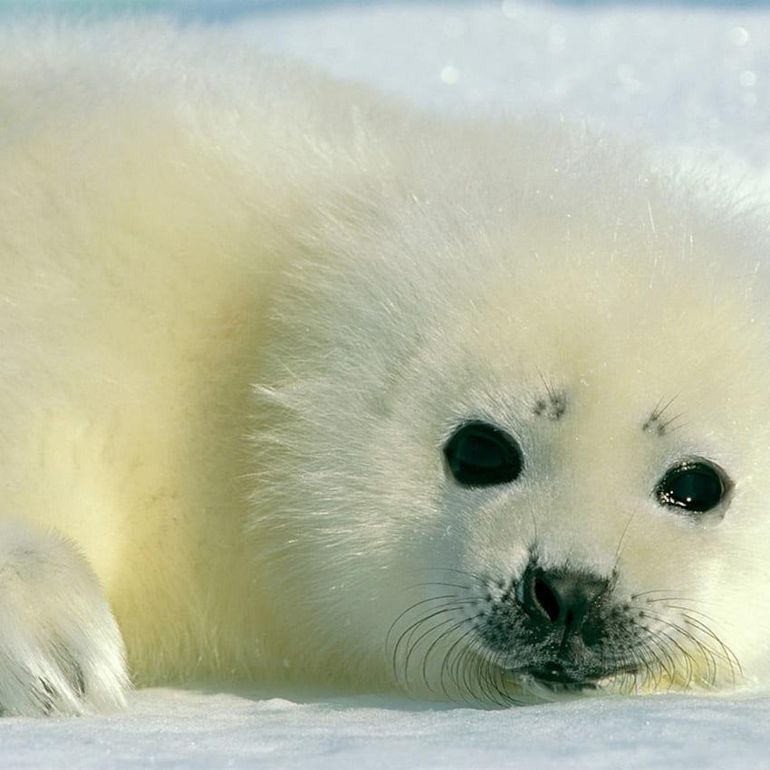 Baby Animal - Animal, Baby Harp Seal HD phone wallpaper