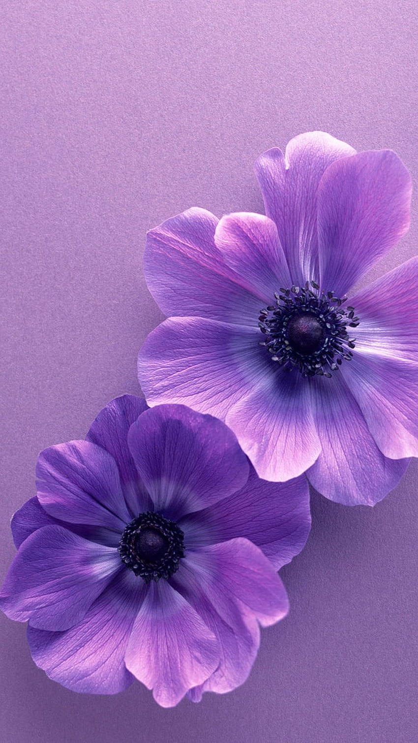Purple Flower For iPhone. 3D . Bunga ungu, ungu, Poster bunga, 3D Purple Flower HD phone wallpaper