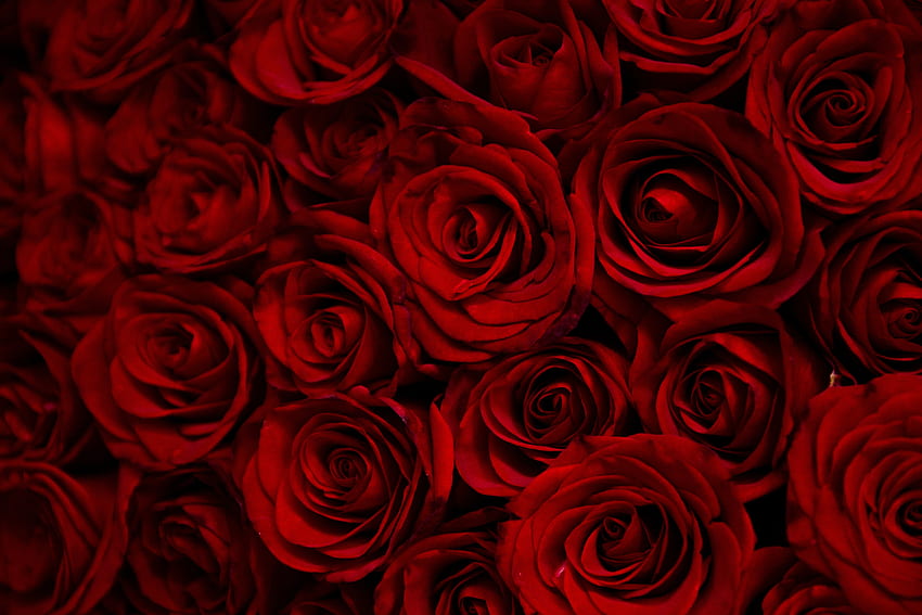 Koyu kırmızı güller, dekoratif HD duvar kağıdı