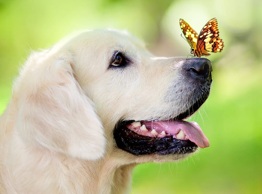 Tiere, Sommer, Hund, Schnauze, Schmetterling, hervorstehende Zunge, herausgestreckte Zunge, Frühling HD-Hintergrundbild