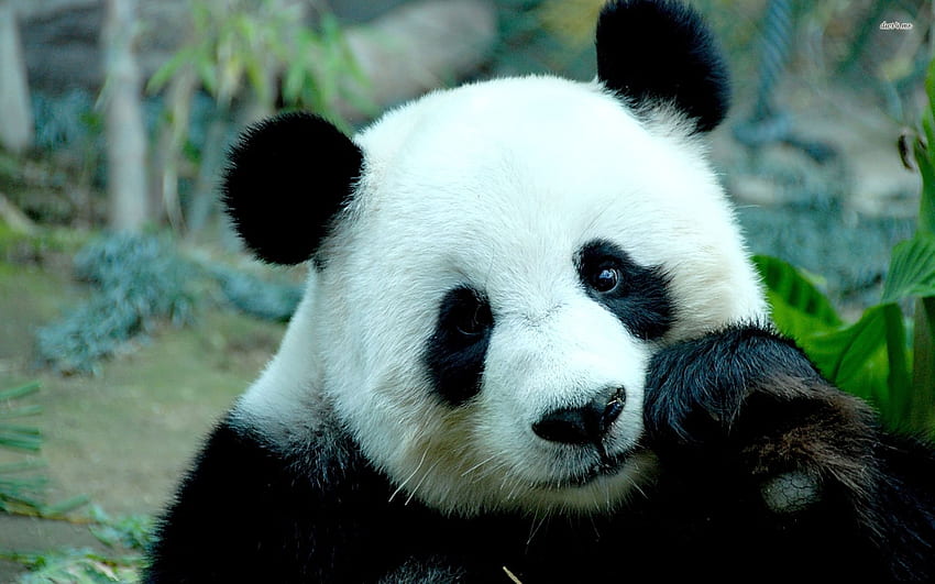 Giant panda - Animal HD wallpaper