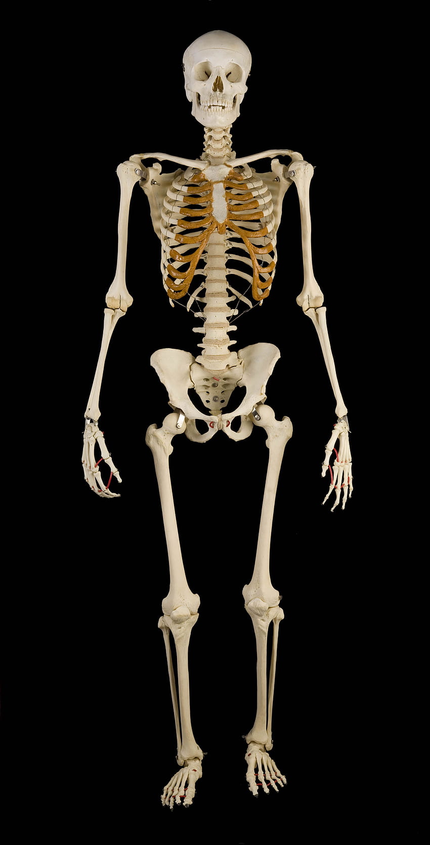 Human Skeleton , Skeleton Anatomy HD phone wallpaper