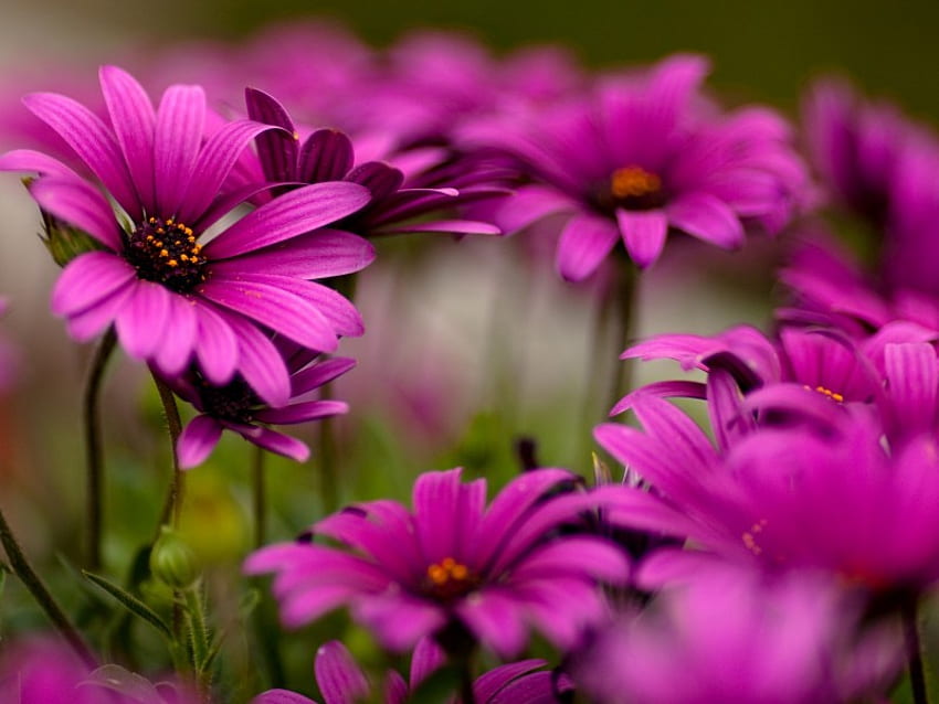 Daisies, sunshine, beautiful, field, flowers, deep pink, deep color, evening, forever HD wallpaper