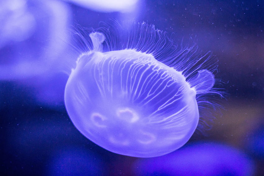 Animales, lila, medusas, mundo submarino, tentáculos fondo de pantalla