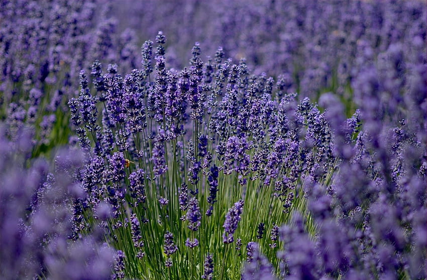 Lavendel, Blumen, Feld, Schärfe HD-Hintergrundbild