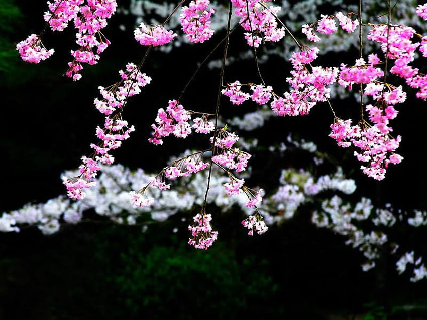 Oriental Beauty, pink, white, black, pretty, green, blossom, tree HD wallpaper