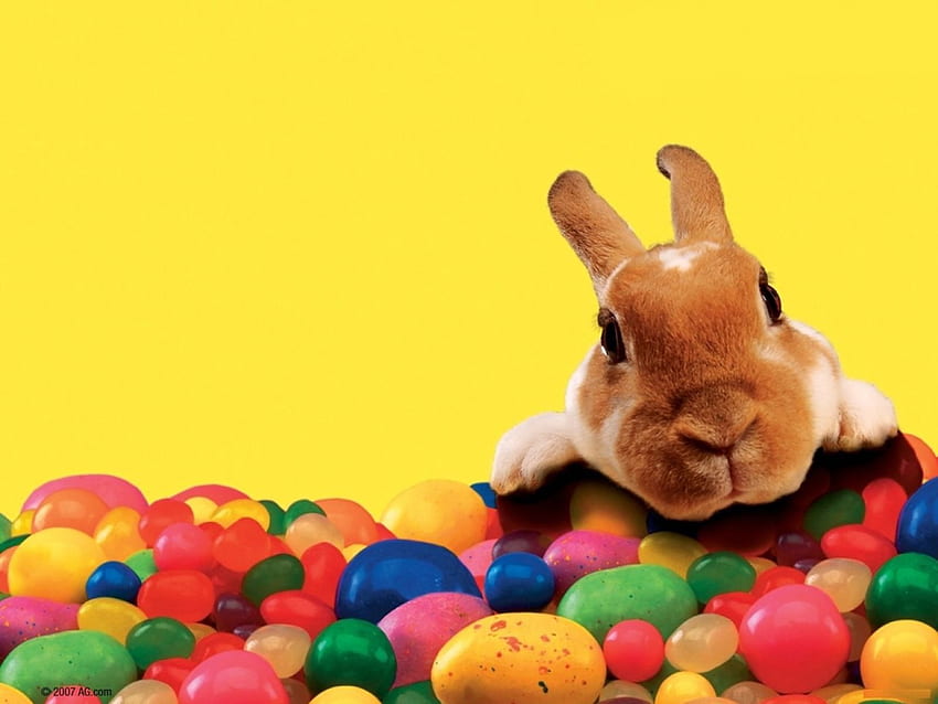 Великденски поздрави, цветове, празник, зайче, яйца, заек HD тапет