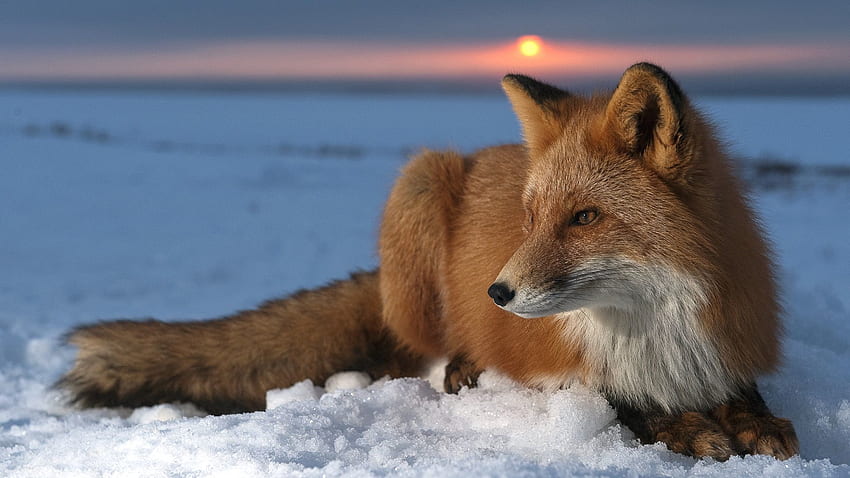 Zwierzęta, niebo, śnieg, lis, polowanie, polowanie, uważność, uważność Tapeta HD