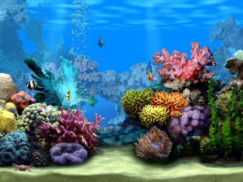 ocean reef.. Habitat Among The Coral Reef As They Swim Along, Ocean Floor HD wallpaper
