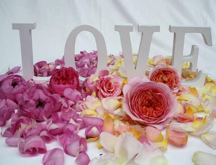 Love amongst the Flowers, words, roses, floral, pink, pretty, petals, love, yellow, romantic HD wallpaper