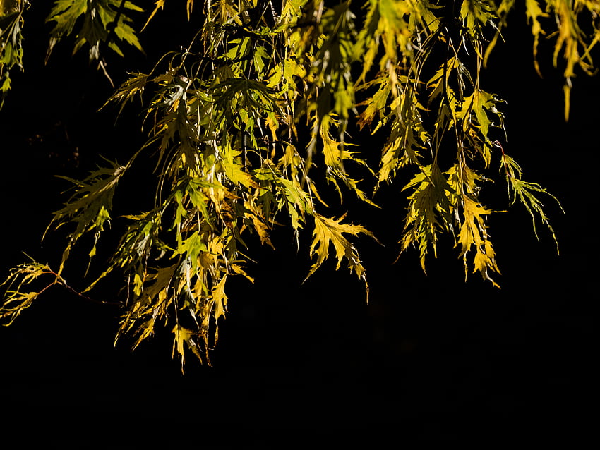 Nature, Leaves, Branches, Black Background HD wallpaper | Pxfuel