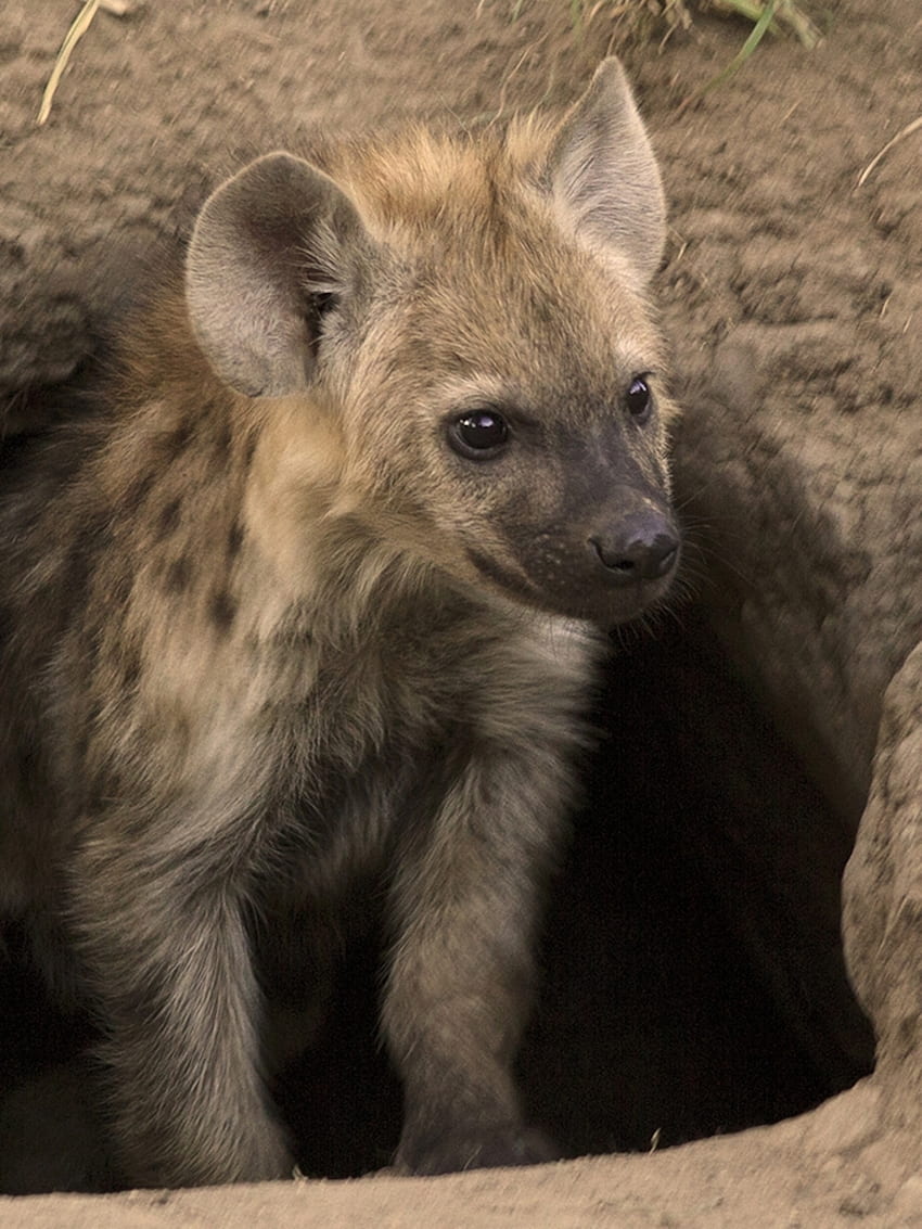 Spotted Hyena, Baby Hyena HD phone wallpaper