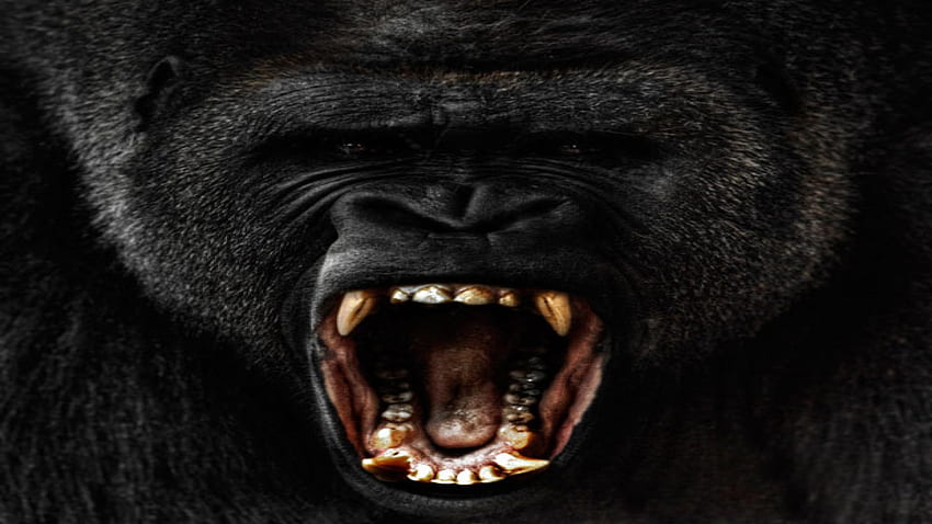 Gorilla, Angry Gorilla HD wallpaper