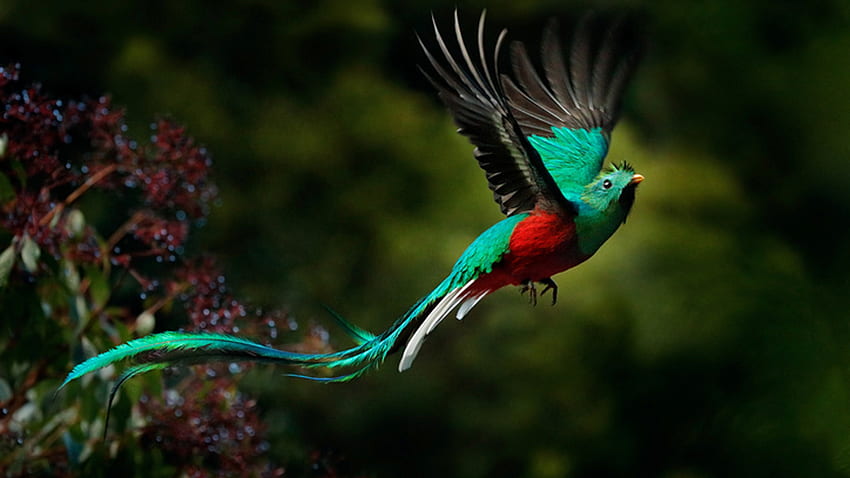 El pájaro Quetzal está flotando en un verde borroso fondo de pantalla