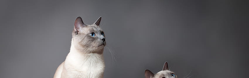 Two cute cats, blue eyes, gray background U ,, Dual Monitor Cat HD wallpaper