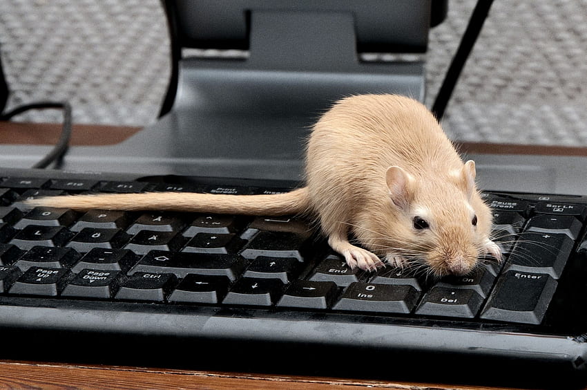 Tiere, Maus, Nagetier, Klettern, Tastatur, Ratte HD-Hintergrundbild