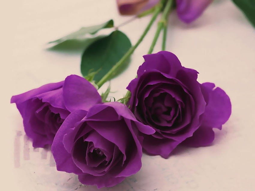 Allfresh: Mind Blowing Red Rose, Purple and White Rose HD wallpaper