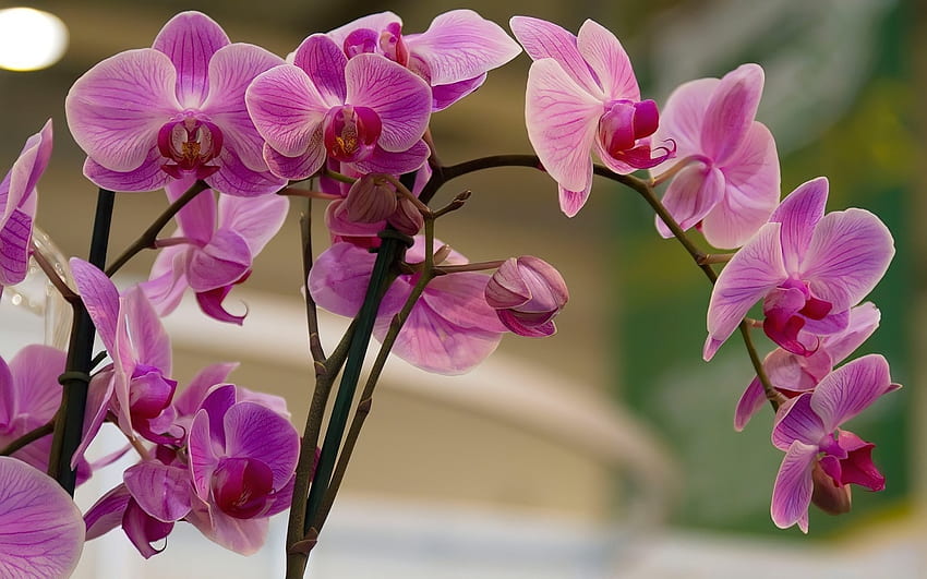 Pink Orchids, nature, flowers, pink, orchids HD wallpaper