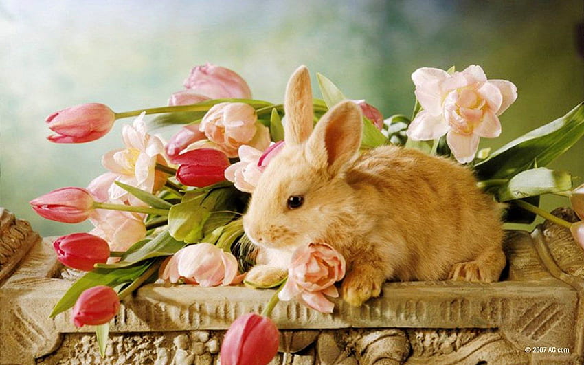 BUNNY CUDDLES, bunnies, pets, rabbits, easter, flowers, baskets, tulips, cuddlesome HD wallpaper