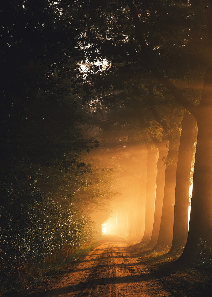Strada, natura, alberi, alba, nebbia, luce solare Sfondo del telefono HD