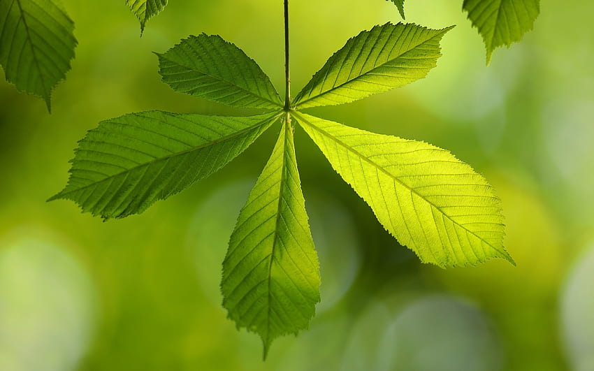 Лист от кестен, лист, кестен, зелено, дърво HD тапет