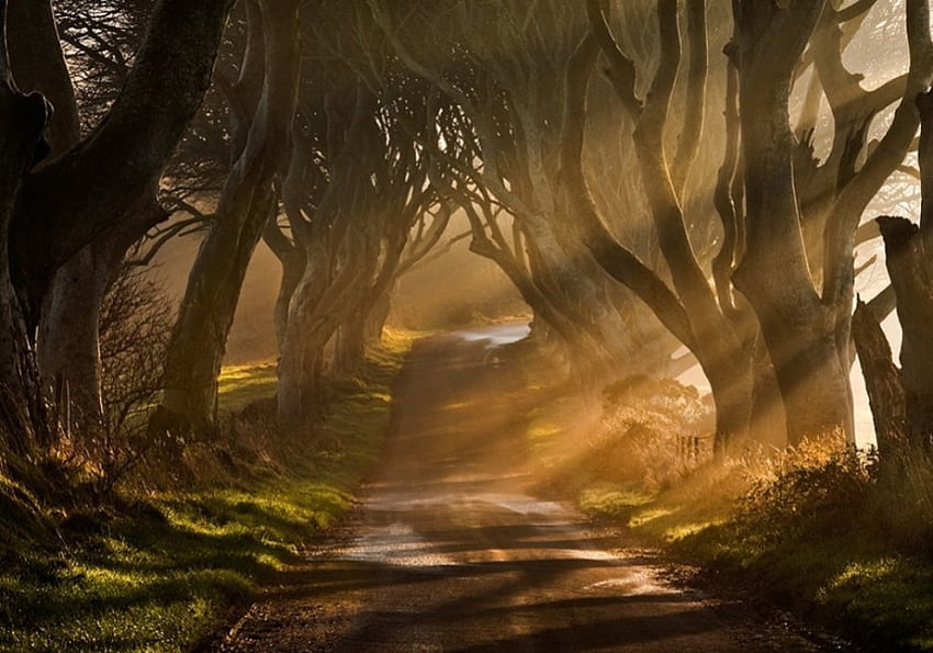 Estrada de distância fugitiva., raios, árvores, iluminado pelo sol, floresta papel de parede HD