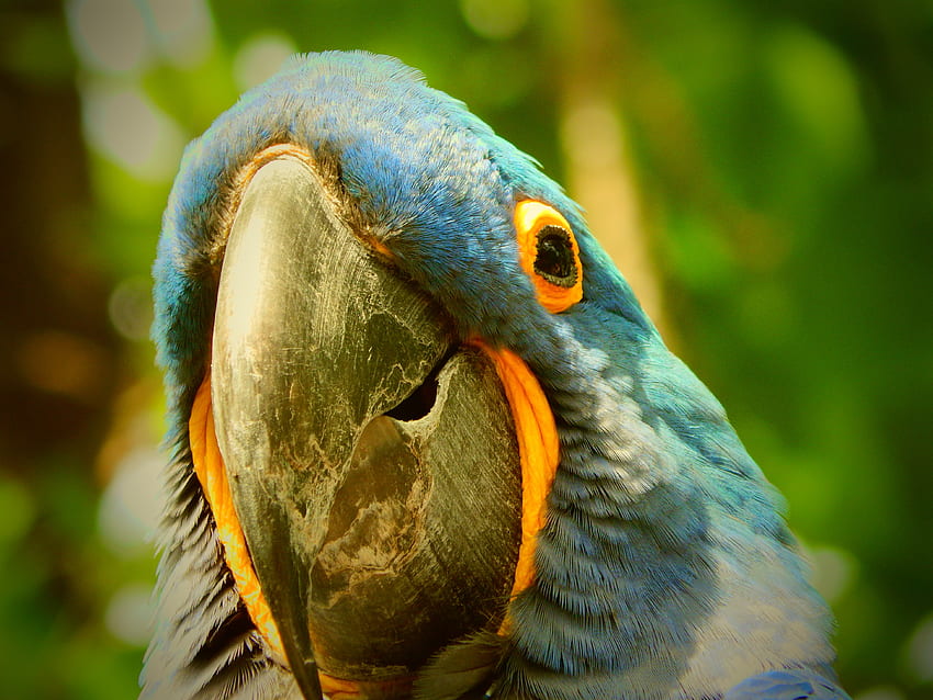 Animals, Parrots, Beak, Macaw HD wallpaper