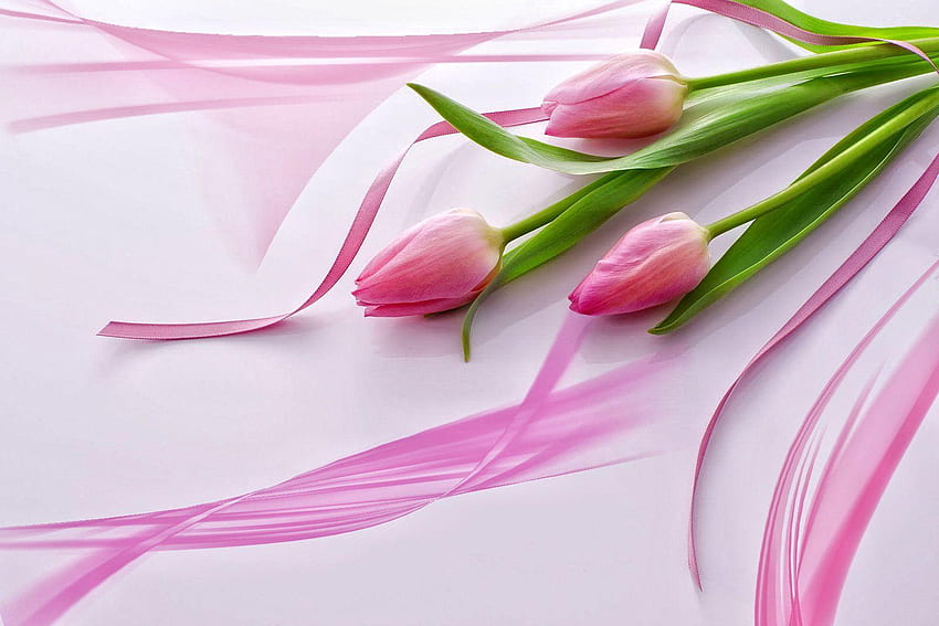 ดอกทิวลิปสีชมพูสวยงาม - ดอกทิวลิปสีชมพูสวยงาม วอลล์เปเปอร์ HD