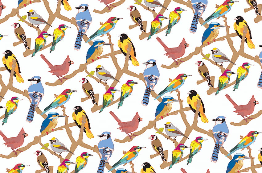 kuşlar grafik tasarım tebrik kartları illüstrasyon, Kuş Deseni HD duvar kağıdı