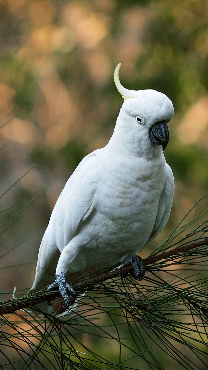 Parrot, Cockatoo, White, Bird Iphone 8 7 HD phone wallpaper