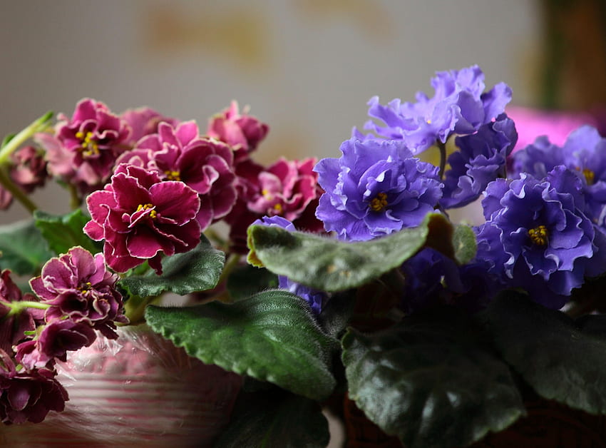 Flowers, Leaves, Violet, Blur, Smooth, Indoor Flowers, Indoor HD wallpaper