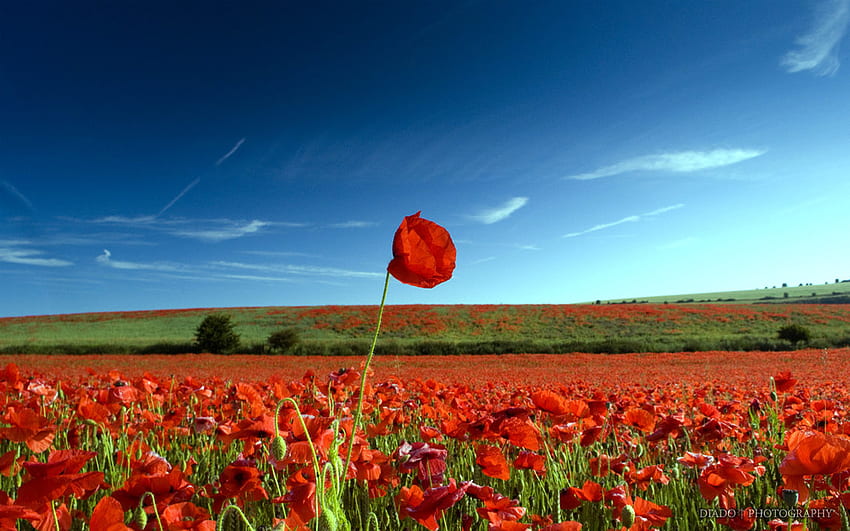 Land of Poppies, poppies, red, landscape, fields, flowers HD wallpaper