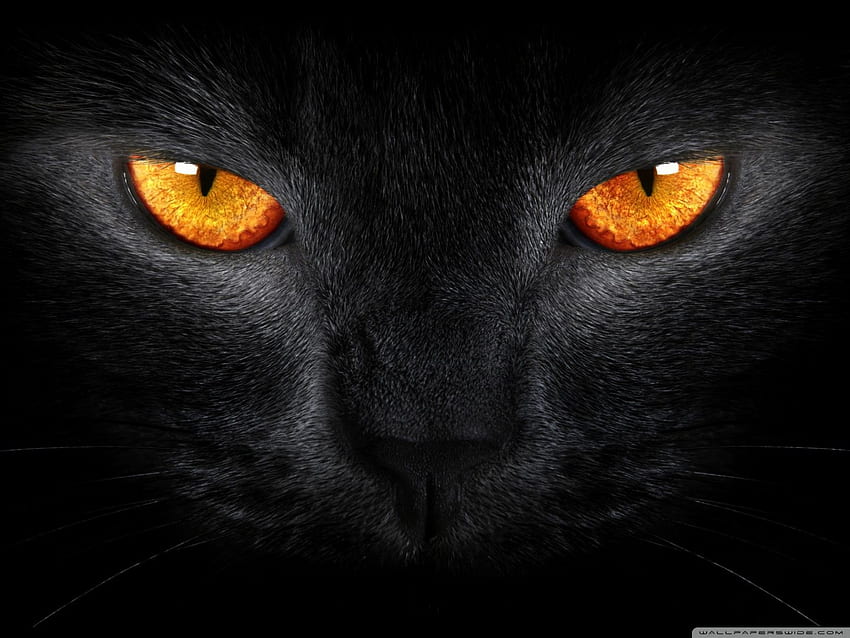 Nero e arancione - Occhi di gatto arancioni Sfondo HD