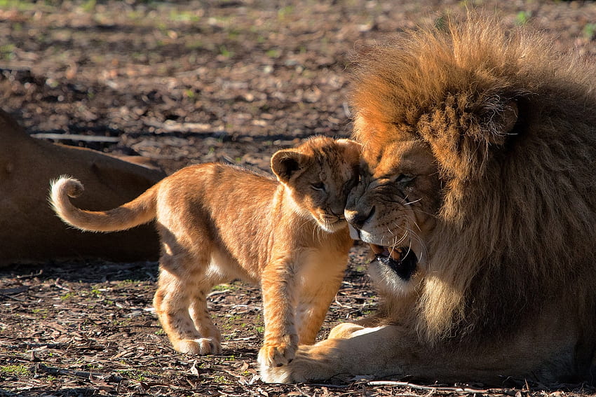 Zwierzęta, drapieżniki, lew, opieka, lwiątko Tapeta HD