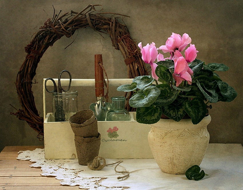 정물 ✿, 다채로운, 오래된, 시클라멘, 그래픽, 예쁜, 꽃, 아름다운, 자연 HD 월페이퍼