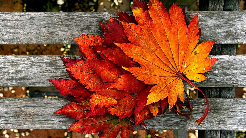 LIŚCIE KLONU, jesień, liście, klon Tapeta HD