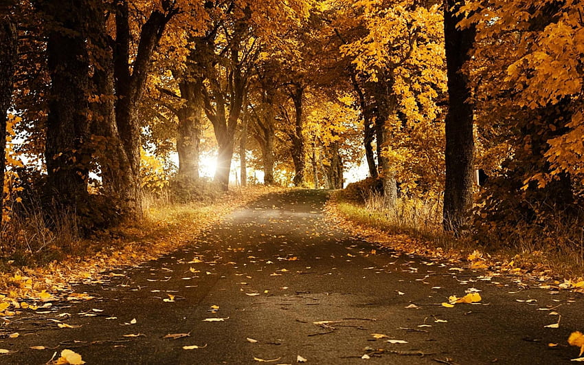 秋、木々、自然、道 高画質の壁紙