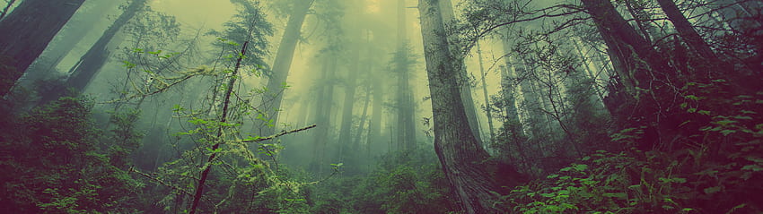 Dual-Monitor-Wald, 3840 x 1080 Grün HD-Hintergrundbild